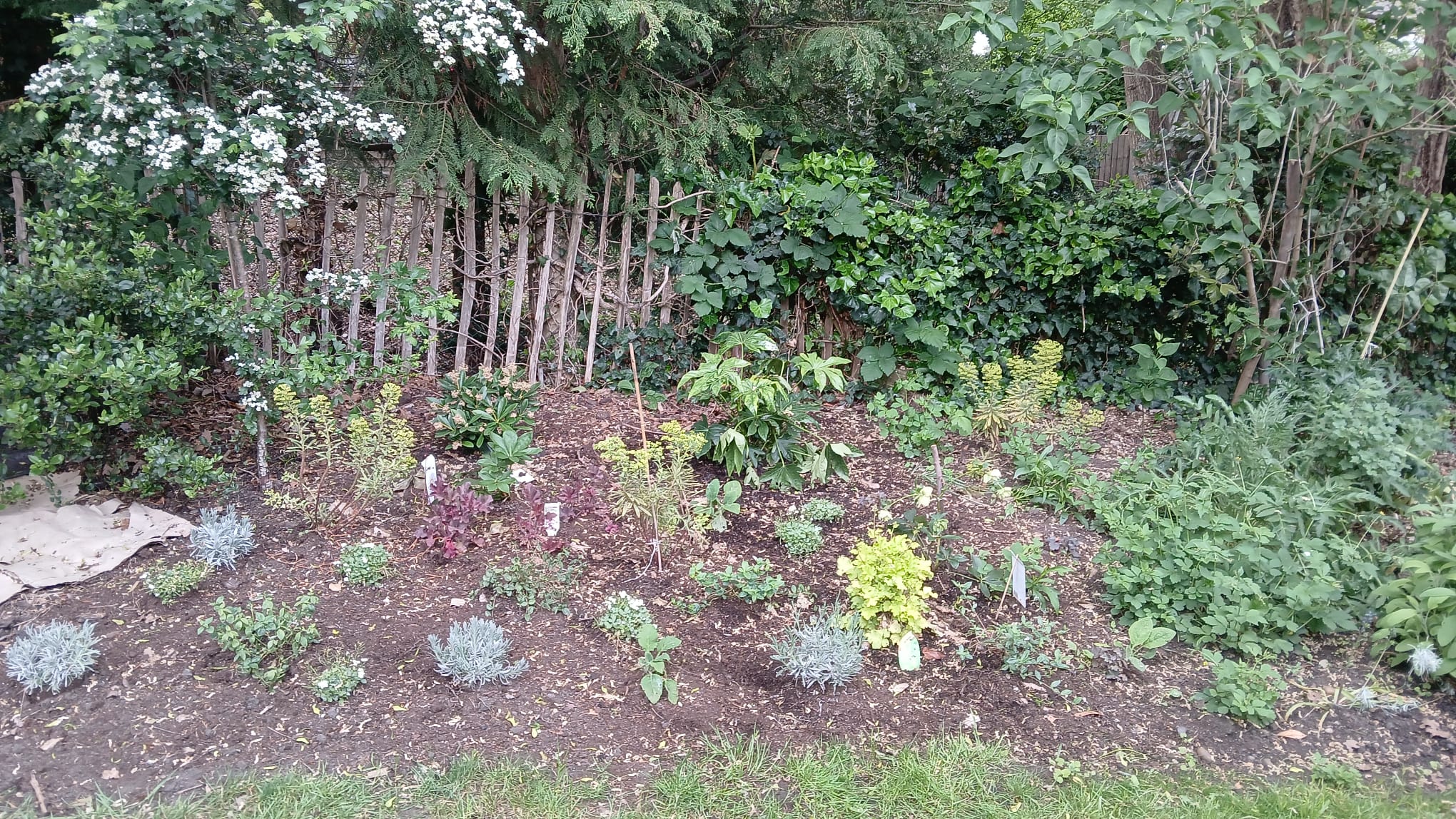 Garden border before rejuvenation