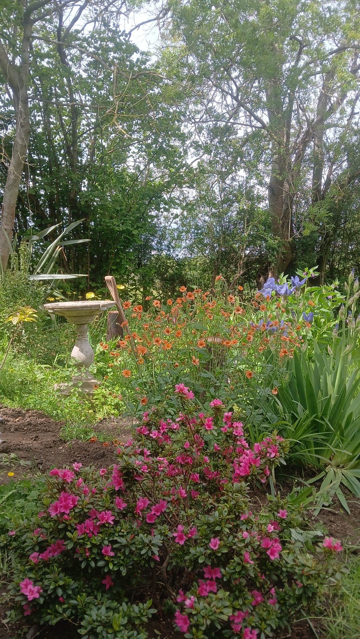 Colourful wildlife-friendly garden planting